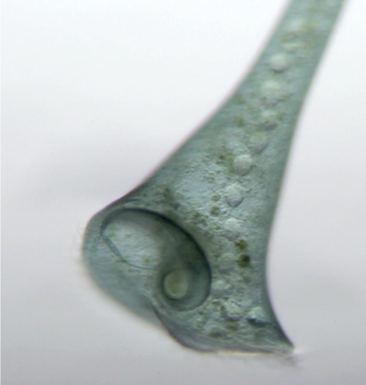 Image of Stentor coeruleus, a teal-cone shaped cell, with a visible macronucleus that looks like a string of glass beads inside the cell